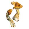 B+ magic mushrooms