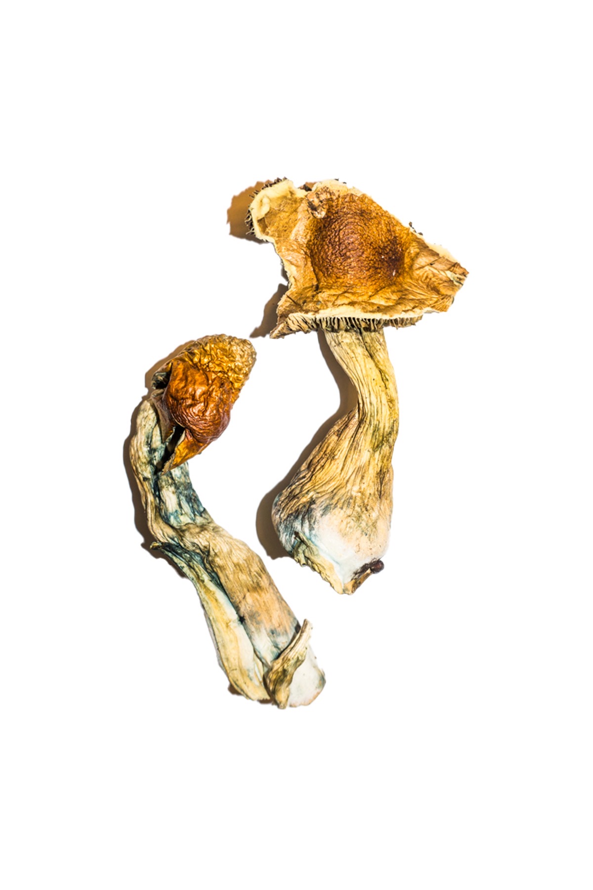 B+ magic mushrooms