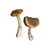 Buy Caps-Magic-Mushrooms
