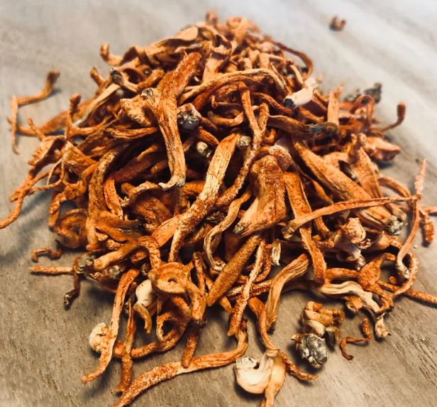 Discover the Unique and Health-Promoting Cordyceps Mushrooms