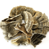 Discover the Benefits of Turkey Tail Mushroom