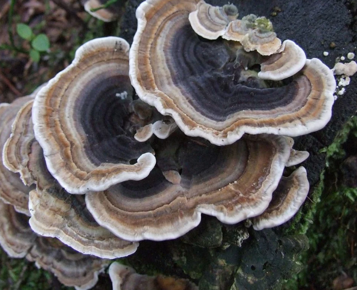 Turkey Tail Mushroom
