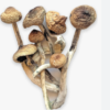 Discover the Popularity and Benefits of Golden Teacher Mushrooms